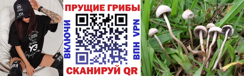 ссылка на мегу зеркало  купить  цена  Елизово  Псилоцибиновые грибы мухоморы 